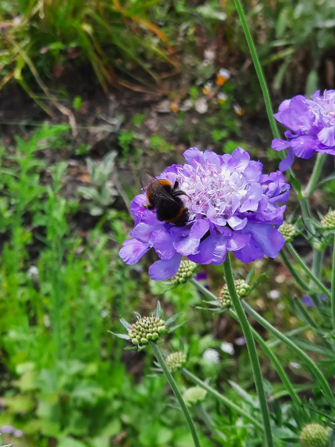 Hommel op een paarse bloem, omringd door groen